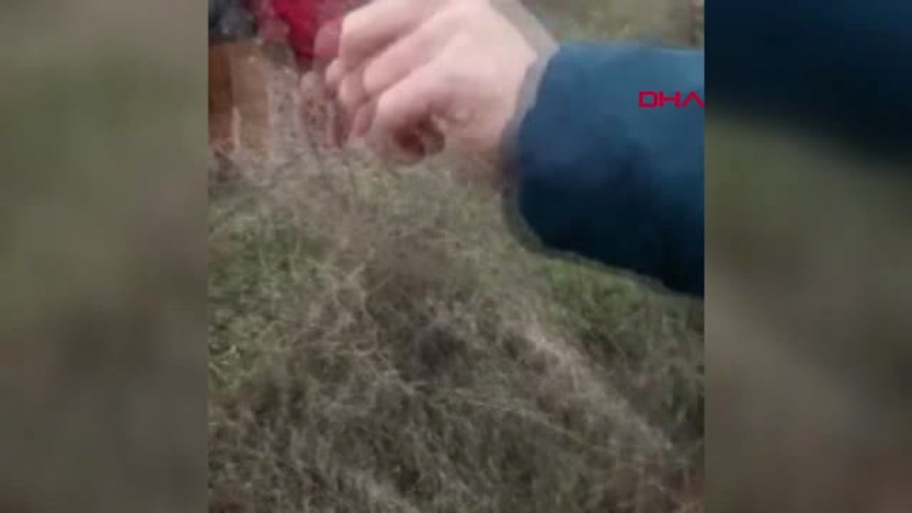 Şanlıurfa Menfez Borusuna Sıkışan Atı İtfaiye Kurtardı