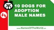 Dogs for adoption male names - the best pet names - www.namesoftheworld.net