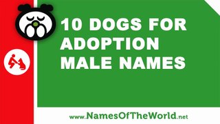 Dogs for adoption male names - the best pet names - www.namesoftheworld.net