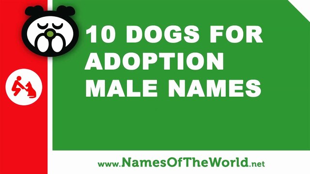 Dogs for adoption male names - the best pet names - namesoftheworld.net