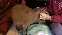 Capybaras Are the Most Wonderful Friends カピバラは素晴らしい友人である