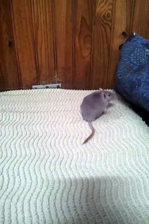 Chipie et la gerbille