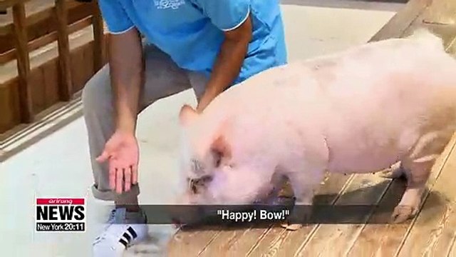 Closer look at pigs, celebrating the Year of the Golden Pig in 2019