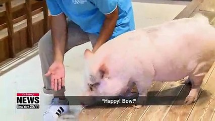 Closer look at pigs, celebrating the Year of the Golden Pig in 2019