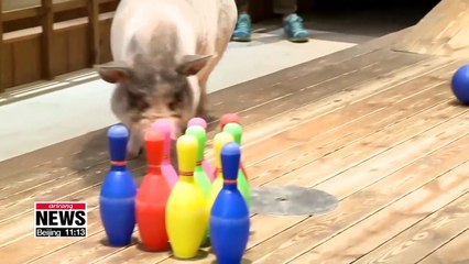 Closer look at pigs, celebrating the Year of the Golden Pig in 2019