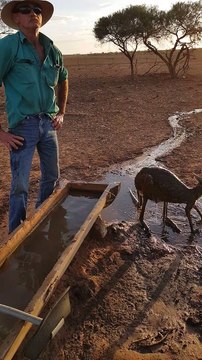 Cooling off a Kangaroo During Summer Heatwave