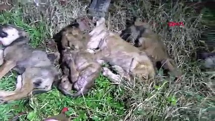 Ormana bırakılan 9 köpek yavrusu soğuktan dondu