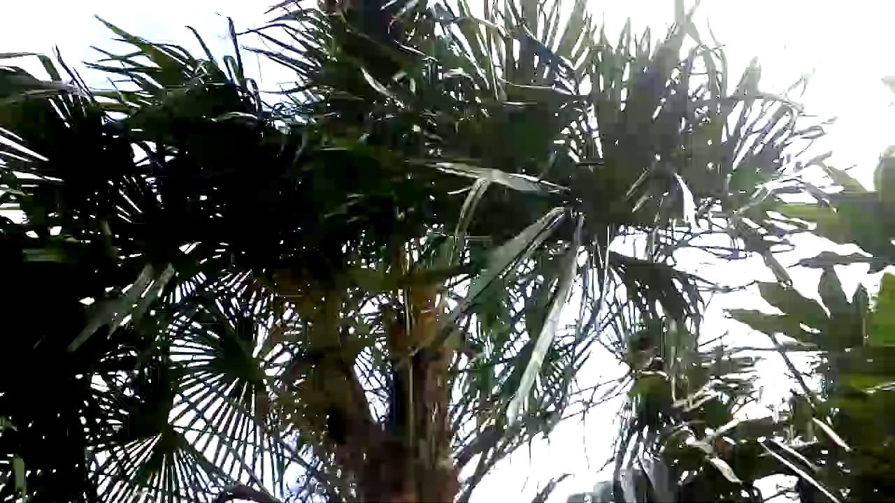 Palm tree blowing in the wind