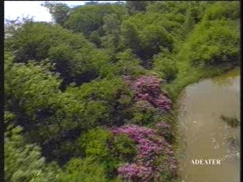 Canard Qui Chasse Les Chasseurs