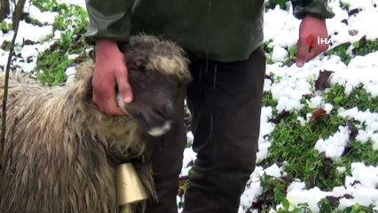 Liseyi çobanlık yaparak bitirdi, şimdi hedefi ‘orman muhafaza memurluğu’