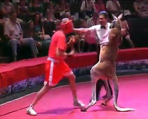Kangroo VS man Fight
