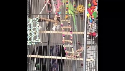 Funny Parrots and Cute Birds Compilation #35
