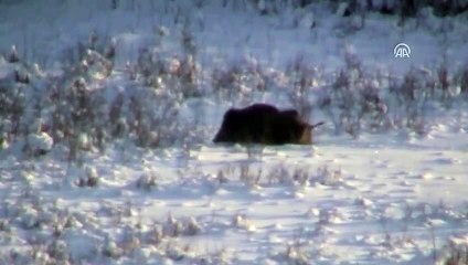 Yiyecek arayan domuz görüntülendi - ARDAHAN