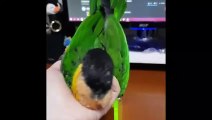 Funny Parrots and Cute Birds Compilation #27