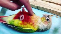 Funny Parrots and Cute Birds Compilation #28