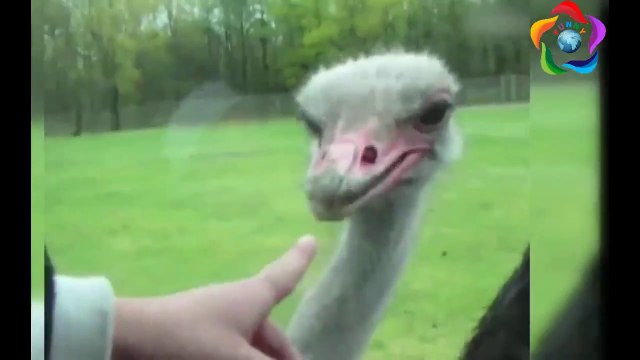 Zoo Animal Attacks - Funny Zoo Animal Attacks Compilation 2019