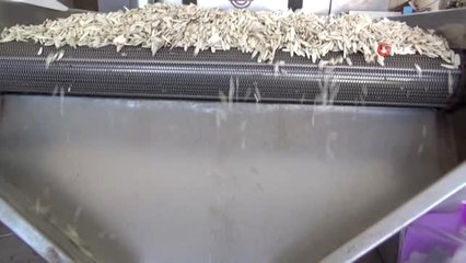 Beyaz Çekirdeğe Çin Darbesi