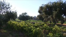 تراجع محصول شجر الزيتون يخيف مزارعي تونس