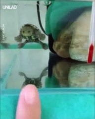 Une mini tortue toute mimi