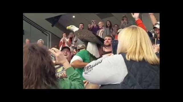 Le rapace a décidé d'improviser (et les spectateurs ont eu chaud)