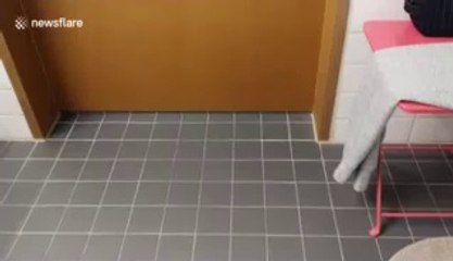 Video of incredible tall bathroom door stuns the internet