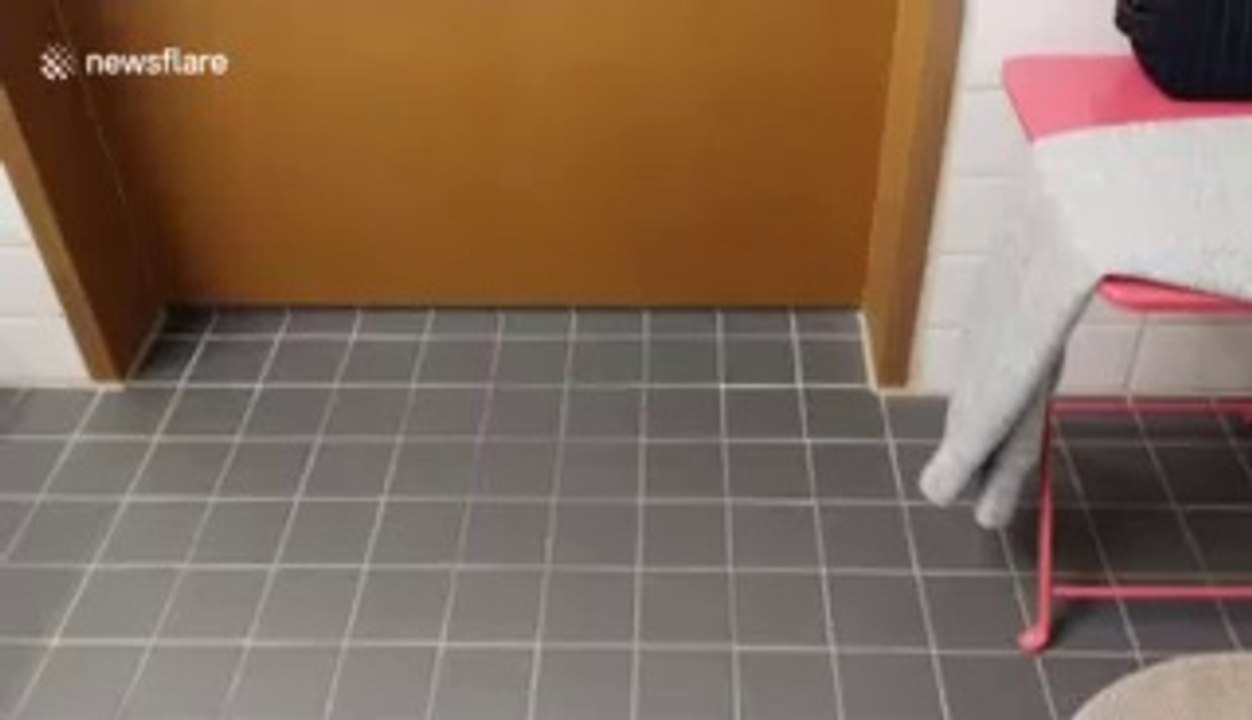 Video of incredible tall bathroom door stuns the internet