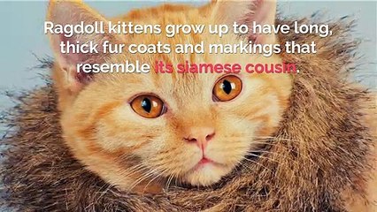 The best place to get accessories for any cat.