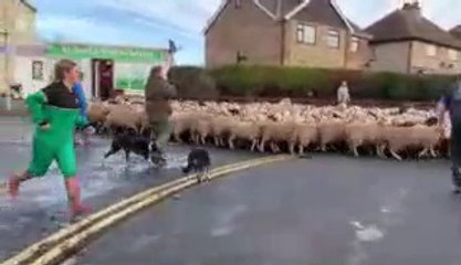 Road block! Flock of hundreds of sheep driven through Yorkshire village