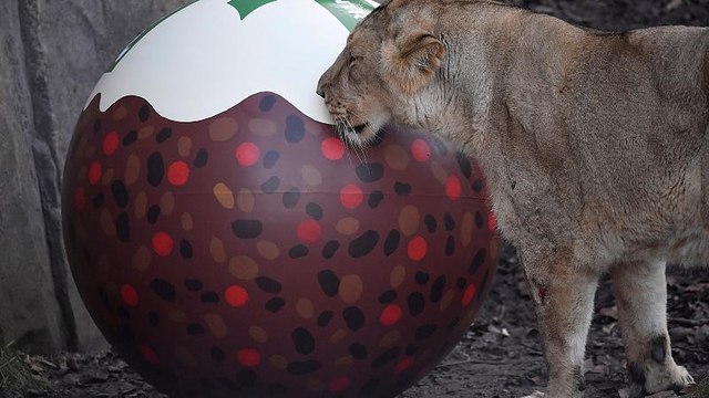 Fiatal lánnyal végzett egy oroszlán az Egyesült Államokban