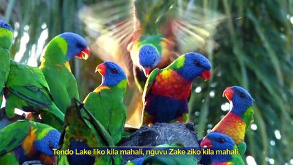 2018 Gospel Music "Uumbaji wa Mungu wa Dunia" (Swahili Subtitles)