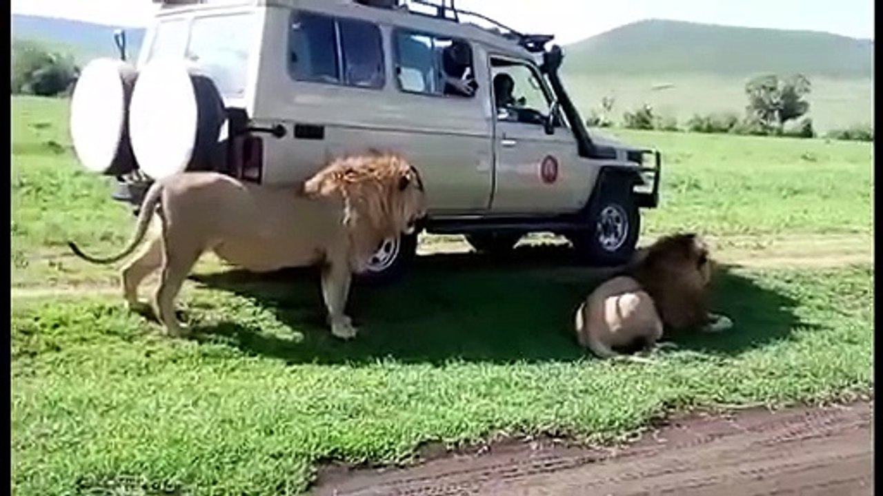 Un touriste totalement idiot essaye de toucher un lion en liberté