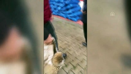 Yaralı baykuş tedavi edilip doğaya bırakılacak - ŞIRNAK