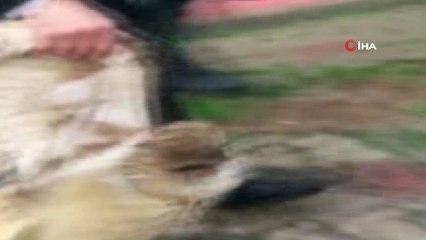 - Cizre’de nesli tükenmekte olan boynuzlu baykuş bulundu