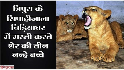 Three adorable lion cub bring delight to Sepahijala Zoo, Tripura