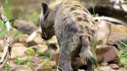 Poor Lion Was Surrounded by Hyenas and Call Screams of Pain to Teammate Come To Rescue