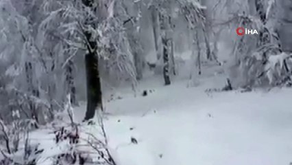 Aç kalan geyikler köye indi