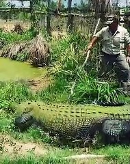 Cet homme caresse un énorme crocodile