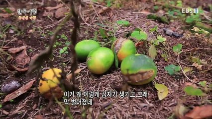 한국기행 - Korea travel_화산섬기행 2부 수월봉 어벤져스_#002
