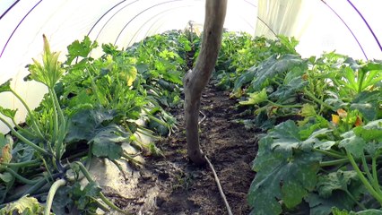 Şiddetli yağışların etkilediği tarlalardaki sular çekiliyor - MERSİN