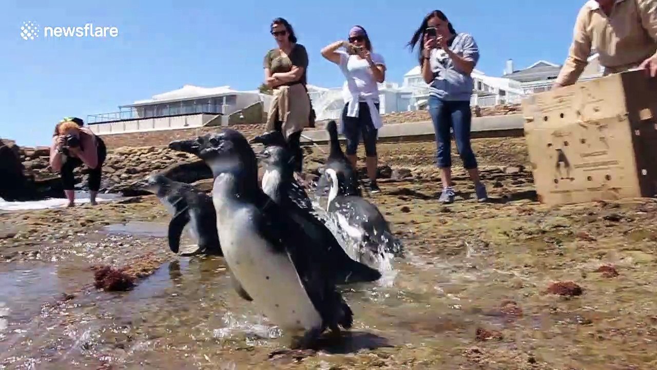 Heartwarming moment rescued baby penguins waddle their way to freedom
