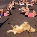 Un adorable Golden Retriever assiste à une classe de sport