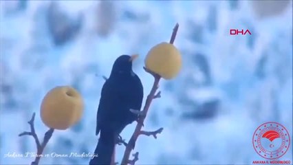 Ankara İl Tarım ve Orman Müdürlüğü'nden 'Dostlarımız' İçin Anlamlı Paylaşım