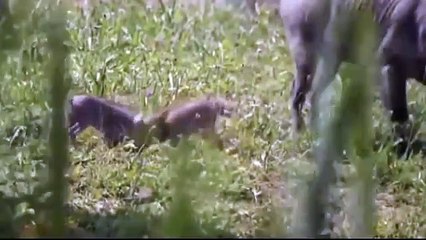 Amazing! Shifty Leopard Digging to Catch Family Warthog, Herd Cheetah vs Wildebeest
