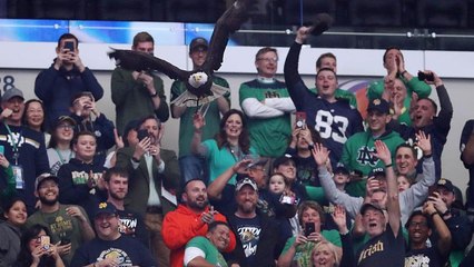 شاهد: نسر يحط على أحد المتفرجين قبل مباراة كرة قدم في الولايات المتحدة