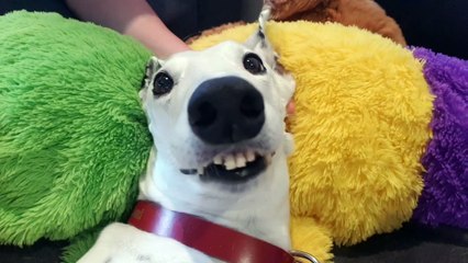 Happy Hound Can't Contain Her Excitement