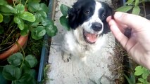 Sprocker spaniel eating Black currants and a red currant