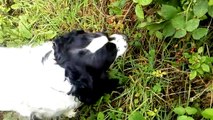 Sprocker spaniel eating blackberries off a blackberry bush