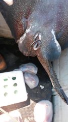 Une raie accouche dans un bateau de pecheurs