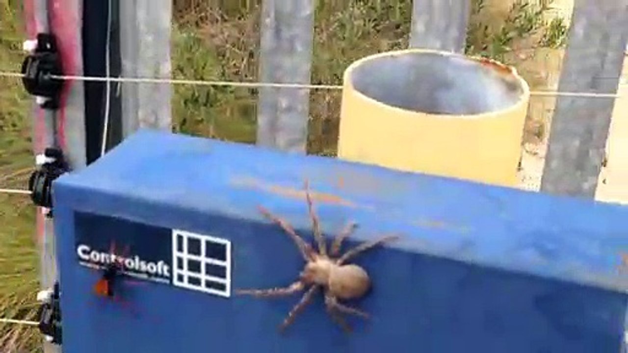 Ces araignées ne peuvent rien face à une guêpe redoutable