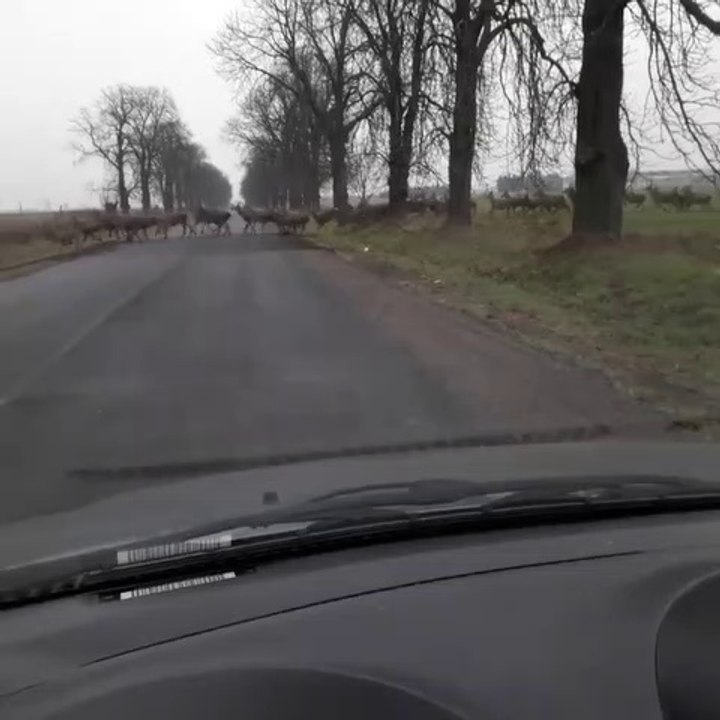 Cette automobiliste va croiser beaucoup de cerfs et de biches...